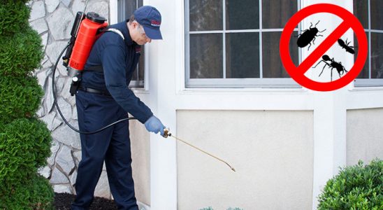 Kağıthane Kene İlaçlama böcek ilaçlama ve haşere kontrolü — ilaclama-tr.com